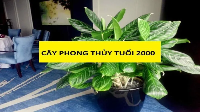 Cây phong thuỷ tuổi Thìn hợp với năm sinh 2000